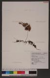 Hymenophyllum polanthos v. d. Bosch ӸF