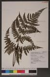 Dryopteris formosana (Christ) C. Chr. OW