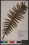 Dryopteris wallichiana (Spr.) Alston & Bonner ˤ