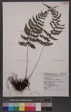 Athyrium nigripes (Blume) Moore 蓬萊蹄蓋蕨