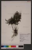 Cephalomanes obscurum (Blume) K. Iwats u