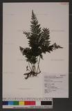 Crepidomanes birmanicum (Bedd.) K. Iwats تF~