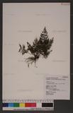 Cephalomanes obscurum (Blume)K.Iwats. u