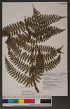 Dryopteris reflexosquamata Hayata f