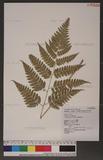 Dryopteris polita Rosenst. OF