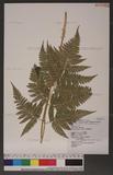 Dryopteris formosana (Christ) C. Chr. OW