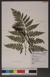 Dryopteris polita Rosenst. OF