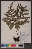 Dryopteris formosana (Christ) C. Chr. OW