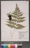 Athyrium silvicolum Tagawa 高山蹄蓋蕨