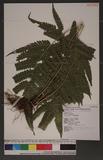 Pteris biaurita L. ߻