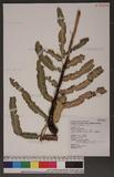 Dryopteris enneaphylla (Bak.) C. Chr. var. pseudosieboldii (Hayata) Tagawa & Iwats. j