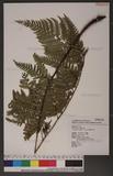 Dryopteris sordidipes Tagawa 