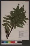 Pteris bella Tagawa `