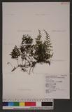Hymenophyllum barbatum (v. d. Bosch) Bak. ӸF