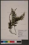 Hymenophyllum badium Hook. F