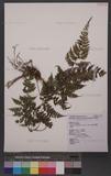 Athyrium drepanopterum (Kunze) A. Br. ex Milde ӵ\