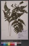 Athyrium drepanopterum (Kunze) A. Br. ex Milde ӵ\