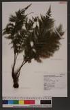 Callistopteris apiifolia (Presl) Copel. 쿹