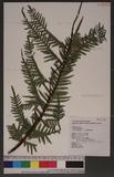 Pteris semipinnata L. bе