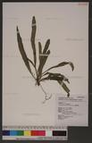 Lomariopsis spectabilis (Kunze) Mett. ùÿ