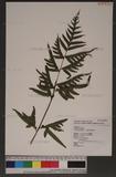 Pteris semipinnata L. bе