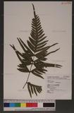 Pteris semipinnata L. bе