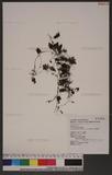 Hymenophyllum barbatum (v. d. Bosch) Bak. تF