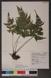 Dryopteris sparsa (Don) Ktze. 