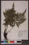 Dryopteris formosana (Christ) C. Chr. OW