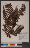 Dryopteris reflexosquamata Hayata f