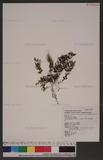 Hymenophyllum holochilum(v. d. Bosch) C. Chr. np