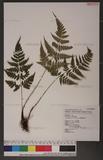 Dryopteris sparsa (Don) Ktze. 