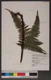 Dryopteris formosana (Christ) C. Chr. OW