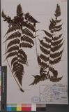Athyrium drepanopterum (Kunze) A. Br. ex Milde 細裂蹄蓋蕨