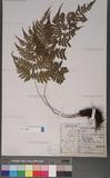 Athyrium arisanense (Hayata) Tagawa s\