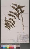 Athyrium strigillosum (Lowe) Salomon U\