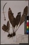 Elaphoglossum callifolium (Blume) Moore UY޿