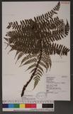 Dryopteris