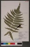 Dryopteris scottii (Bedd.) Ching v