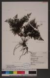 Cephalomanes laciniatum (Roxb.) DeVol u
