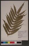 Pteris setuloso-costulata Hayata 