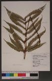 Pteris setuloso-costulata Hayata 