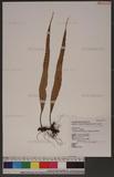 Lepisorus obscure-venulosus (Hayata) Ching ˸