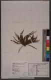 Calymmodon gracillimus (Copel.) Nakai ex H. Ito ]