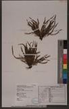 Calymmodon gracillimus (Copel.) Nakai ex H. Ito ]
