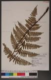 Dryopteris sordidipes Tagawa 