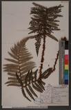 Polystichum parvipinnulum Tagawa yտ