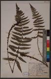 Polystichum prionolepis Hayata տ