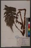 Polystichum parvipinnulum Tagawa yտ