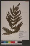 Pteris biaurita L. ߻